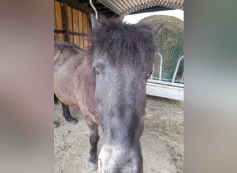Islandpferd, Stute, 25 Jahre, 138 cm, Rappe