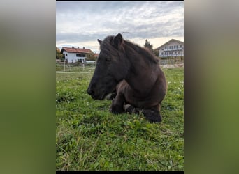 Islandpferd, Stute, 25 Jahre, 140 cm, Schwarzbrauner