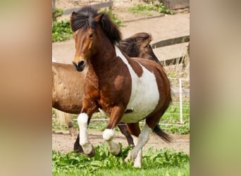 Islandpferd, Stute, 27 Jahre, 135 cm, Schecke