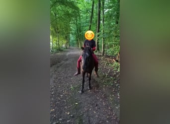 Islandpferd, Stute, 28 Jahre, 133 cm, Rappe
