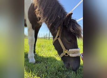 Islandpferd, Stute, 2 Jahre, 129 cm, Schecke