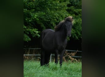 Islandpferd, Stute, 2 Jahre, 130 cm, Rappe