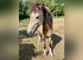 Islandpferd, Stute, 2 Jahre, 138 cm, Buckskin