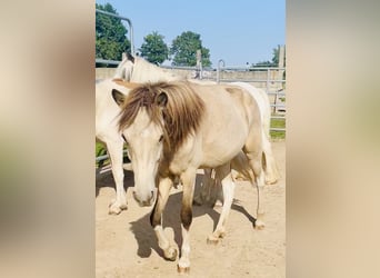Islandpferd, Stute, 2 Jahre, 138 cm, Buckskin