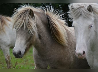 Islandpferd, Stute, 2 Jahre, 138 cm