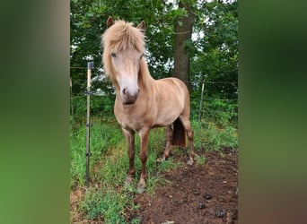 Islandpferd, Stute, 2 Jahre, 138 cm