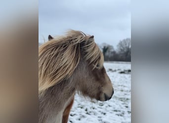 Islandpferd, Stute, 2 Jahre, 138 cm