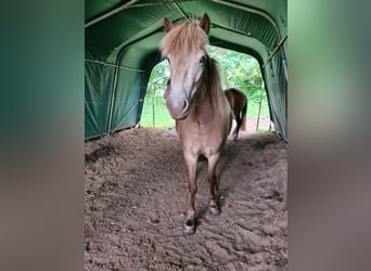 Islandpferd, Stute, 2 Jahre, 138 cm