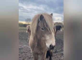 Islandpferd, Stute, 2 Jahre, 138 cm
