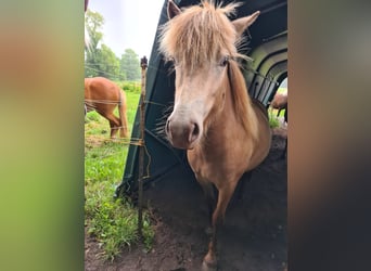 Islandpferd, Stute, 2 Jahre, 138 cm