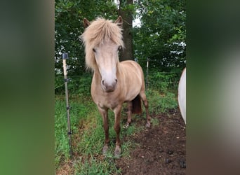 Islandpferd, Stute, 2 Jahre, 138 cm