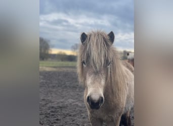 Islandpferd, Stute, 2 Jahre, 138 cm