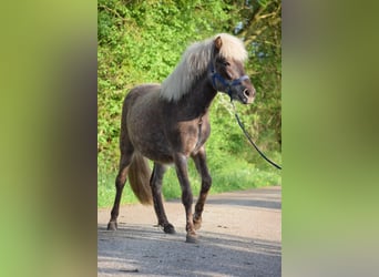 Islandpferd, Stute, 2 Jahre, 139 cm