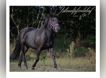 Islandpferd, Stute, 2 Jahre, 139 cm, Rappe