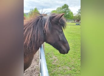 Islandpferd, Stute, 2 Jahre, 139 cm, Rappe