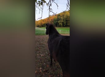 Islandpferd, Stute, 2 Jahre, 140 cm, Rappe