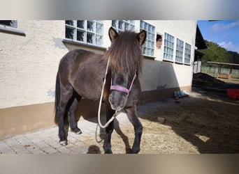 Islandpferd, Stute, 2 Jahre, 140 cm, Rappe