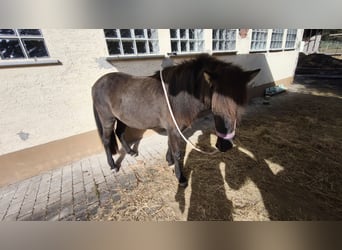 Islandpferd, Stute, 2 Jahre, 140 cm, Rappe