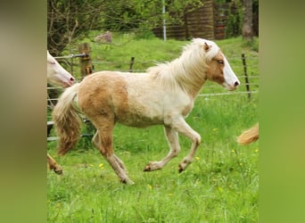 Islandpferd, Stute, 2 Jahre, 140 cm, Schecke