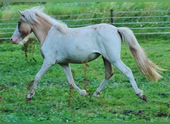 Islandpferd, Stute, 2 Jahre, 140 cm, Schecke