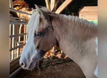 Islandpferd, Stute, 2 Jahre, 140 cm, Schecke