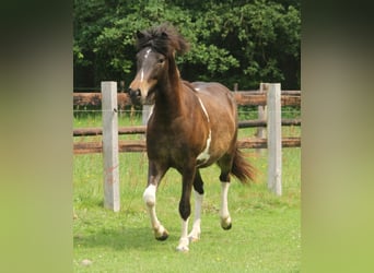 Islandpferd, Stute, 2 Jahre, 140 cm, Schecke