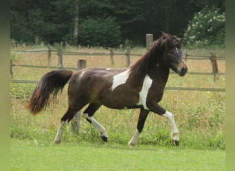 Islandpferd, Stute, 2 Jahre, 140 cm, Schecke