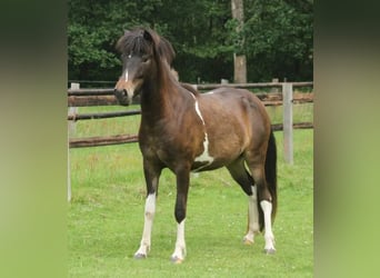 Islandpferd, Stute, 2 Jahre, 140 cm, Schecke