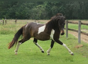 Islandpferd, Stute, 2 Jahre, 140 cm, Schecke