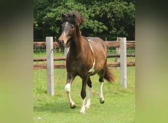 Islandpferd, Stute, 2 Jahre, 140 cm, Schecke
