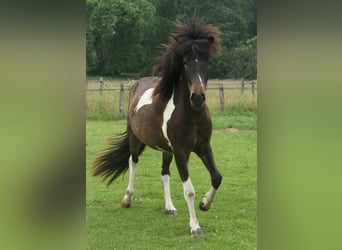 Islandpferd, Stute, 2 Jahre, 140 cm, Schecke