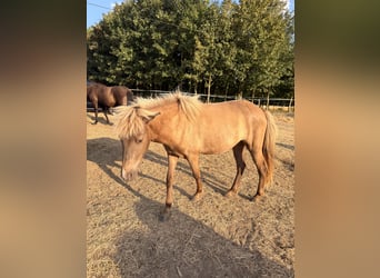 Islandpferd, Stute, 2 Jahre, 140 cm, White