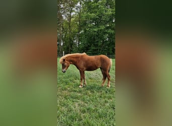Islandpferd, Stute, 2 Jahre, 141 cm, Fuchs