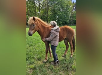 Islandpferd, Stute, 2 Jahre, 141 cm, Fuchs