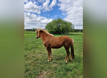 Islandpferd, Stute, 2 Jahre, 141 cm, Fuchs