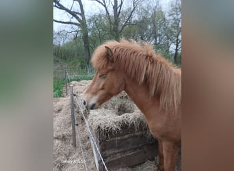 Islandpferd, Stute, 2 Jahre, 144 cm, Fuchs