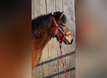 Islandpferd, Stute, 2 Jahre, Brauner