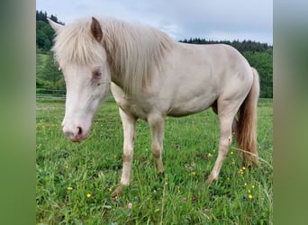 Islandpferd, Stute, 2 Jahre, Cremello