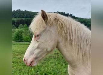 Islandpferd, Stute, 2 Jahre, Cremello