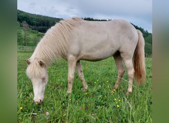 Islandpferd, Stute, 2 Jahre, Cremello