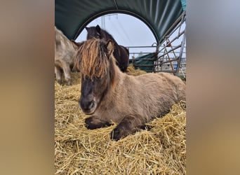 Islandpferd, Stute, 2 Jahre, Falbe