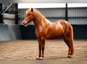 Islandpferd, Stute, 2 Jahre, Fuchs