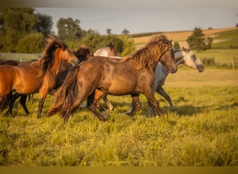 Islandpferd, Stute, 2 Jahre, Rappe