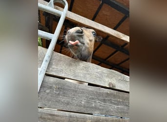 Islandpferd, Stute, 2 Jahre, Schecke