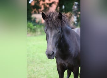 Islandpferd, Stute, 2 Jahre, Schwarzbrauner