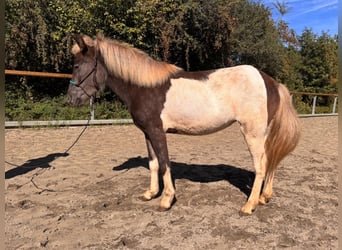 Islandpferd, Stute, 3 Jahre, 121 cm, Brauner