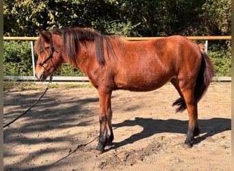 Islandpferd, Stute, 3 Jahre, 121 cm, Brauner