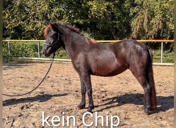 Islandpferd, Stute, 3 Jahre, 124 cm, Brauner