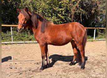 Islandpferd, Stute, 3 Jahre, 124 cm, Brauner