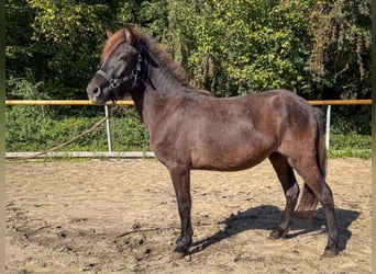 Islandpferd, Stute, 3 Jahre, 124 cm, Brauner